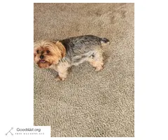 Female Yorkie